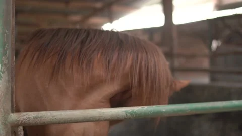 Horse Stock Footage 140403837