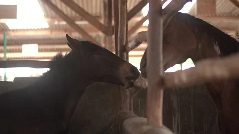 Horse Stock Footage 140404668