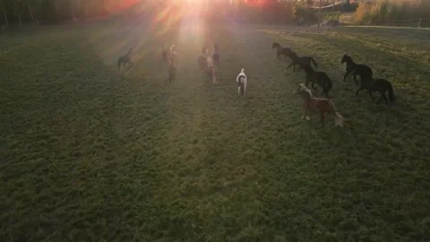 Horse 動画素材 146279378