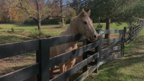 Horse Stock Footage 148248711