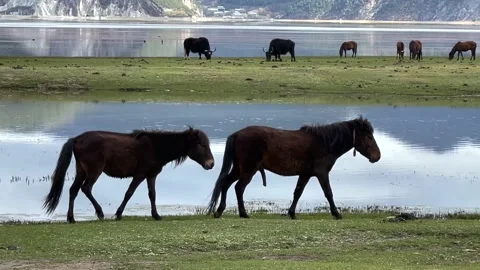 Horse Video stock 153641679