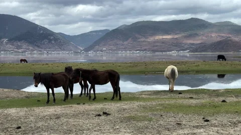 Horse Video stock 153642715