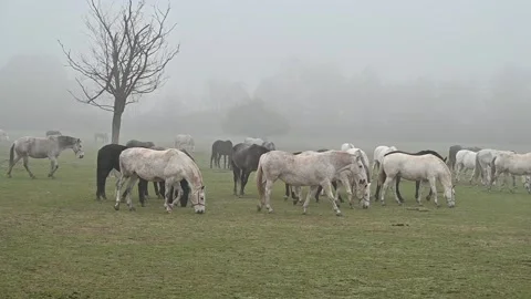 Horse Stock Footage 158609008