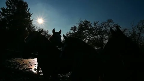 Horse Stock Footage 158609070
