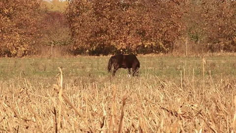 Horse Stock Footage 166892832