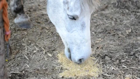 Horse Stock Footage 176867284