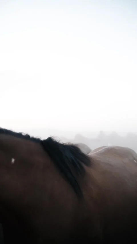 Horse Stock Footage 214054059