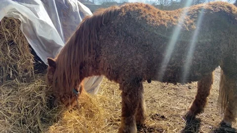 A horse. Stock Footage 236772863