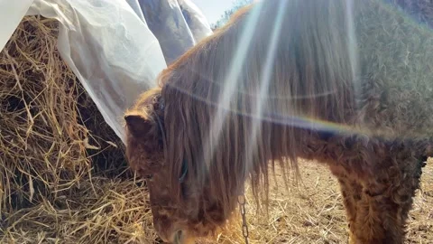 A horse. Video stock 236773319