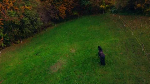 The horse Video stock 245808415