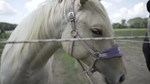 Horse Video stock 261104110