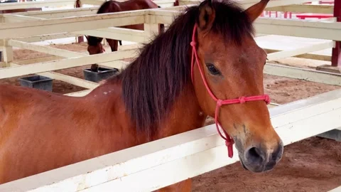 Horse Stock Footage 274962028