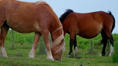 Horse Stock Footage 312391311