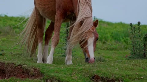 Horse Video stock 312391314