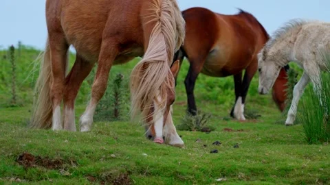Horse Video stock 312391444