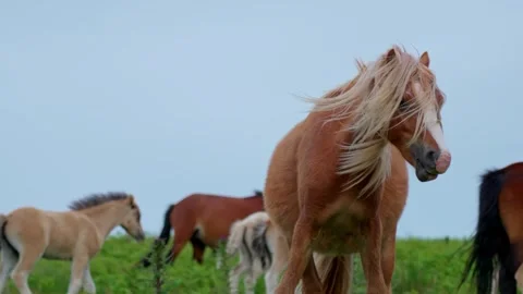 Horse Video stock 312391543