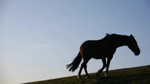 Horse Stock Footage 313527908