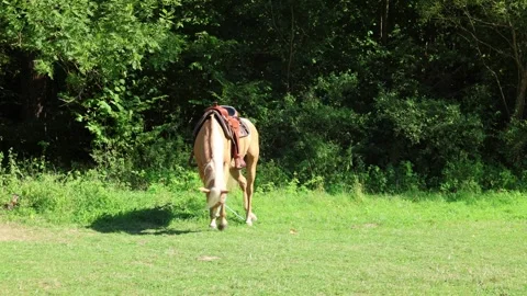 Horse 스톡 동영상 320827488