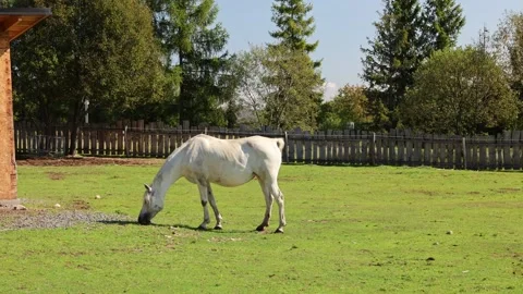 Horse 스톡 동영상 324966332