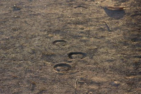 Horse footprints in the earth Stock Photos