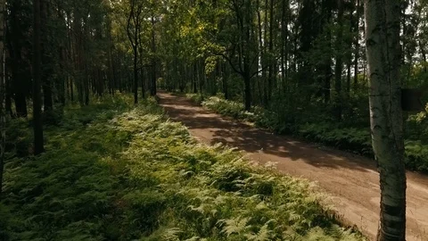 A horse in a forest Stock Footage 102508124