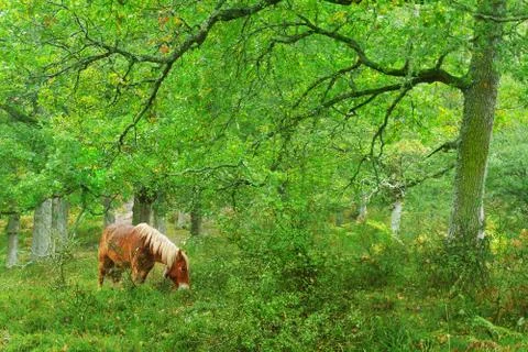 Horse in forest Stock Photos