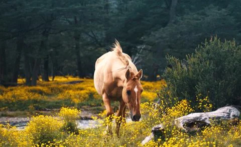 A horse in the forest Stock Photos