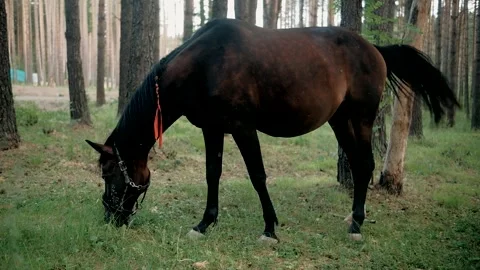  horse in the forest in summer eats grass Stock Footage 263728441