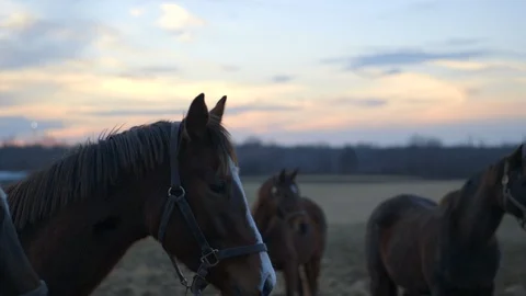 Horse framed left sunset behind Stock Footage 100478293