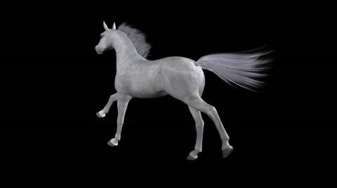 Horse Gallop - White - Back To Left - Loop - Alpha Channel - 30fps Stock Footage