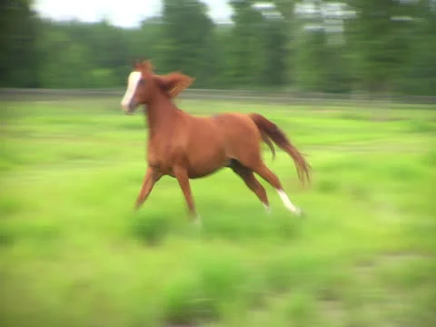 Horse Galloping 2 Stock Footage 24587709
