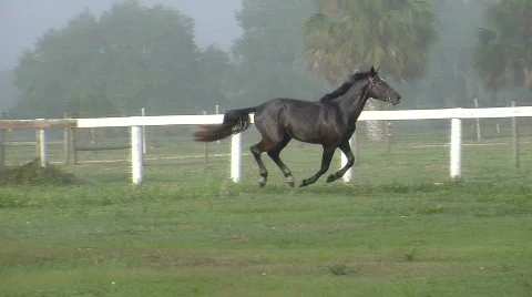 Horse Galloping Across Field Stock Footage 845489