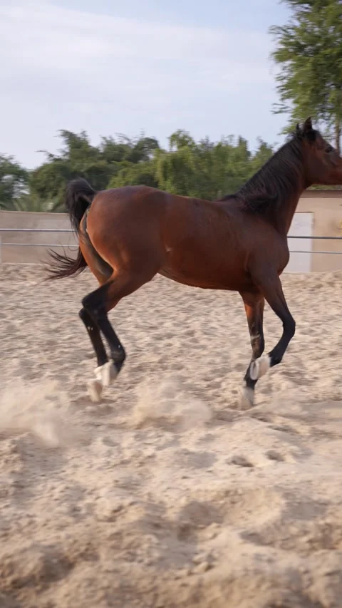 Horse Galloping in Arena Stock Footage 314521574