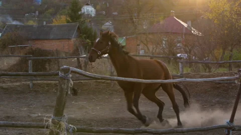 Horse galloping on the background of the sunset Stock Footage 165507375