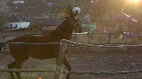 Horse galloping on the background of the sunset Stock Footage 165510937
