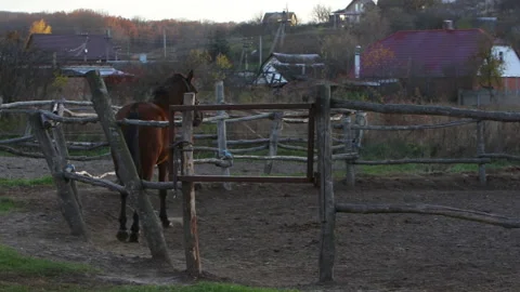 Horse galloping on the background of the sunset Stock Footage 165513194