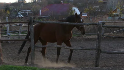 Horse galloping on the background of the sunset Stock Footage 165513980