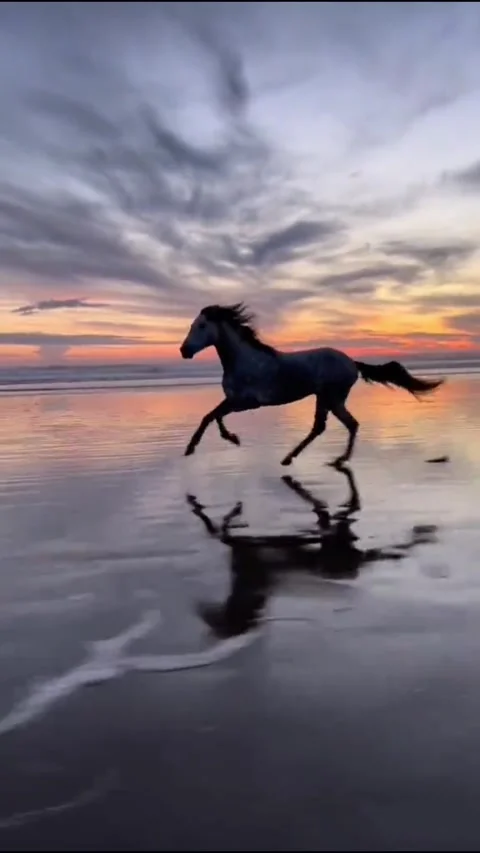 Horse galloping on beach at sunset with reflection in water Vídeos de archivo 332615210