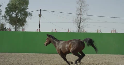 Horse galloping close to the camera in front of a green screen in slow motion Stock Footage