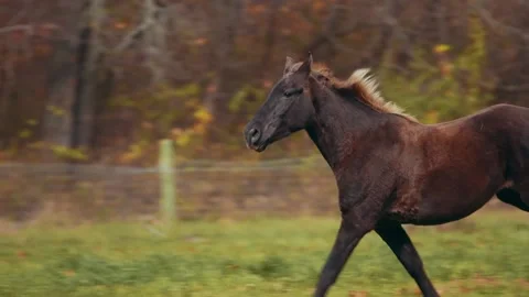 Horse galloping in field Stock Footage 152712187