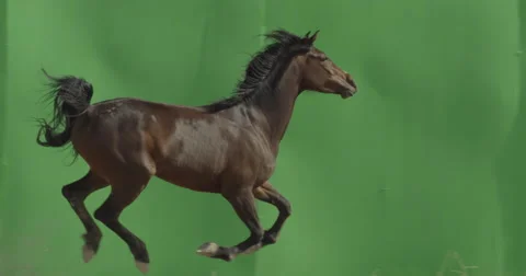Horse galloping in front of a green screen in slow motion with a camera pan Stock Footage