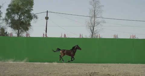 Horse galloping in front of a green screen in slow motion Vidéo 67830125