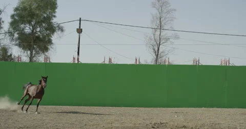 Horse galloping in front of a green screen in slow motion Vídeos de archivo 67831300