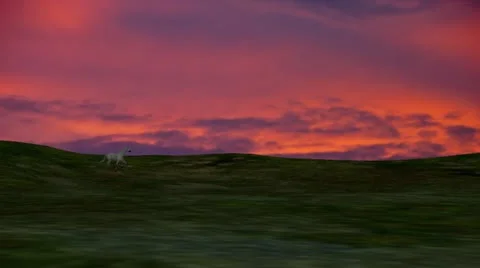 Horse Galloping on Hill During Sunset or Sunrise Video stock 15874064