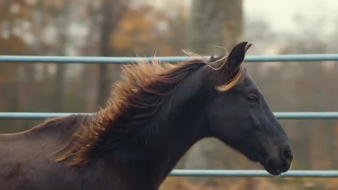 Horse galloping in ring Stock Footage 152712109