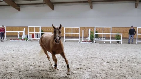 Horse galloping in slow motion Vidéo 78096203