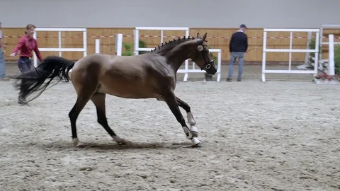 Horse galloping in slow motion 스톡 동영상 78096468