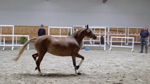 Horse galloping in slow motion 스톡 동영상 78096914