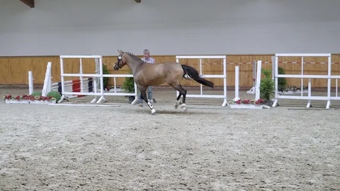 Horse galloping in slow motion 스톡 동영상 78097406