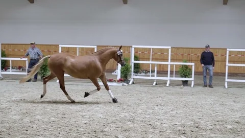 Horse galloping in slow motion 스톡 동영상 78097746
